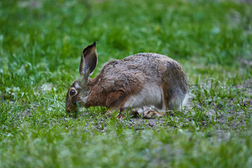 Wild adult hare in the forest