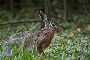 Naklejka na ściany i meble Wild adult hare in the forest