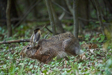 Wild adult hare in the forest