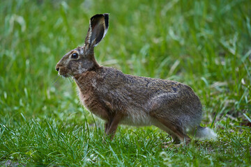 Fototapeta premium Wild adult hare in the forest