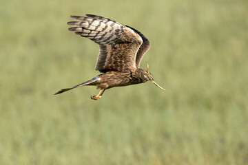 Female Montagu's harrier flying in a ceral field within her breeding territory at the first light of a spring day