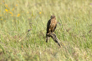 Adult female Montagu's harrier in a cereal steppe in spring within her breeding territory