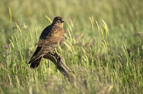Adult female Montagu's harrier in a cereal steppe in spring within her breeding territory