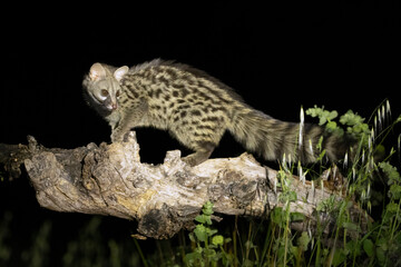Adult male Genet within his territory in a forest of holm oaks and pines in the early evening