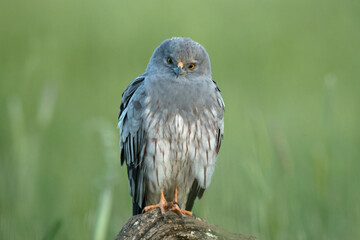 Male Montagu's harrier on his favorite perch in a ceral field within his breeding territory at first light on a spring day