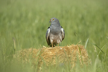Male Montagu's harrier on his favorite perch in a ceral field within his breeding territory at first light on a spring day