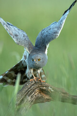 Adult male Montagu's harrier at first light on his favorite vantage point in a ceral field in spring