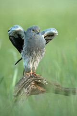 Adult male Montagu's harrier at first light on his favorite vantage point in a ceral field in spring