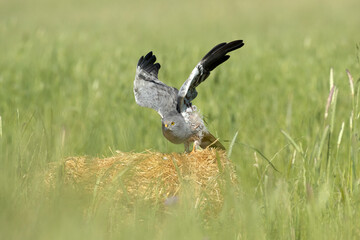 Male Montagu's harrier on his favorite perch in a ceral field within his breeding territory at first light on a spring day