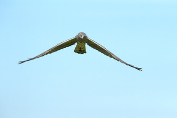Male Montagu's harrier flying in its breeding territory in a cereal steppe with the first light of...