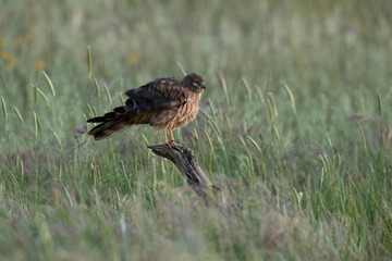 Female Montagu's harrier in a breeding territory in a cereal steppe with the first light of day