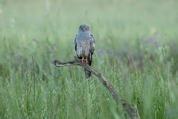 Adult male Montagu's harrier at first light on his favorite vantage point in a ceral field in spring