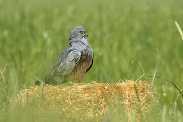 Adult male Montagu's harrier at first light on his favorite vantage point in a ceral field in spring