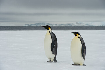 Obraz na płótnie Canvas Two Emperor Penguin an Snow Hill Antarctica