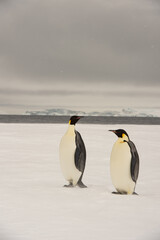 Naklejka na ściany i meble Two Emperor Penguin an Snow Hill Antarctica