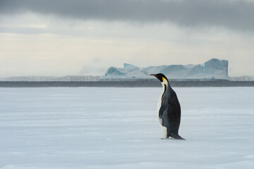 Single Emperor Penguin an Snow Hill Antarctica