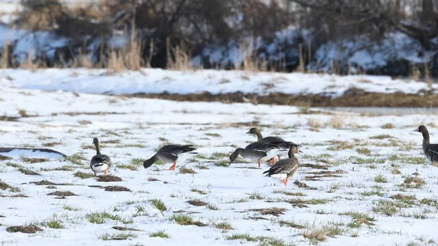 Group of Greater white-fronted geese looking for food on a snowy pasture in Estonia, Northern Europe	