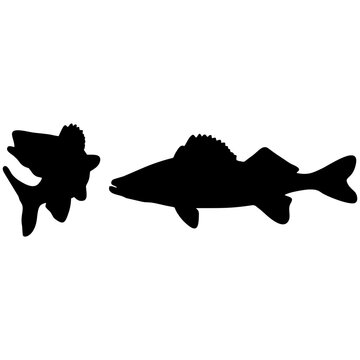 Walleye fish silhouette