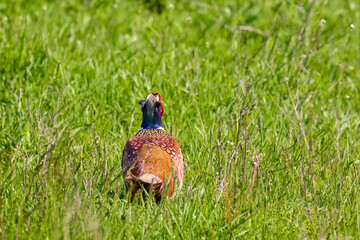 Colorful pheasant male in the wheat field, in the mating season