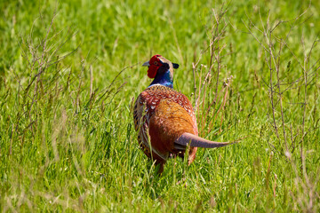 Colorful pheasant male in the wheat field, in the mating season