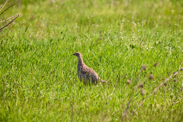 Female pheasant (Phasianus colchicus) in the wheat field, in the mating season