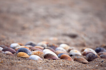 Fototapeta premium Collection of colourful seashells in the sand. Beach background with beautiful seashells and copy space. Pastel coloured seashells.