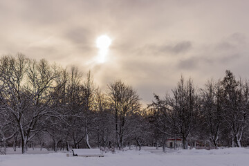 Snow-covered branches of Alexander Park in Pushkin in winter