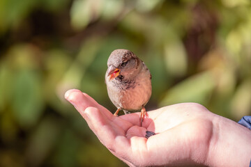 The boy feeds the birds with seeds from his hand. Sparrow eats seeds from the boy's hand