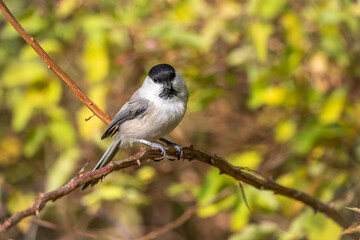 Cute bird The willow tit, song bird sitting on a branch with bright green background. The willow tit, lat. Poecile montanus.