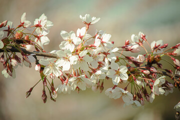 Sunny backdrop with spring cherry white blossoms on blurred flower background with copy space