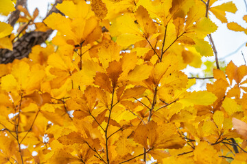 Fototapeta premium Oak branches with yellow leaves in autumn park