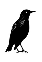 silhouette of a starling - obrazy, fototapety, plakaty