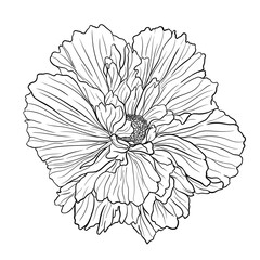Flower line art, hand-drawn details in black and white color, isolated 