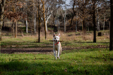 Fototapeta premium Funny moment of a crossbreed female dog playing with a stick, running and jumping