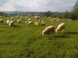 Schafherde