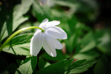 White wood anemone flower looking down with visible hairy stem and leaves also known as windflower, thimbleweed, smell fox