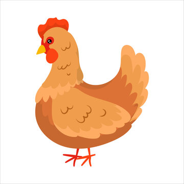 Chicken. Domestic birds. Cute animal. Livestock, animal, Farming. Farm. Vector illustration isolated on white background.