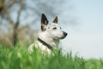 Profile shot of a cute black and white mongrel dog in a black collar sitting amongst tall green grass in the meadow.