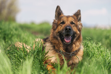 Happy smiling German Shepherd dog lying in the meadow amongst tall green grass, looking at the camera, focus on the nose.