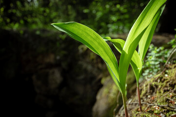 Obraz premium Young leaves of lilies of the valley growing in dry sand in sunlight in forest