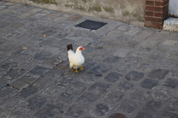 Huhn, Stadthuhn