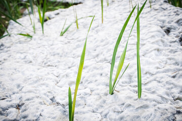 Young spring grass growing through white dirty cotton wool from old matress stuffing close up side view