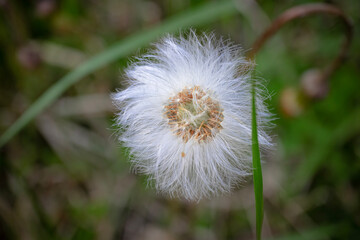 White fluffy seed ball of a coltsfoot head plant tussilago farfara side view on blurred forest floor with long green grass background