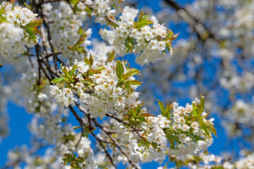 Blühender Kirschbaum, Prunus avium, im Frühling