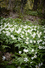 Forest hill filled with wood anemone white flowers in sunset light