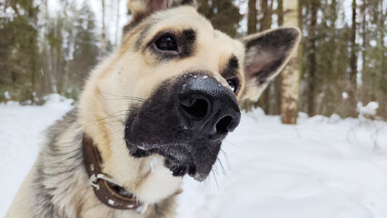 Portrait and muzzle of Dog German Shepherd and black nose. Russian eastern European dog veo and partial focus