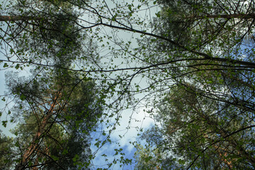 Spring tree branches with yourng light green leaves crown shyness on blue sky background with white cloud