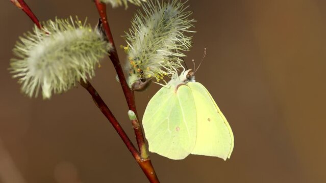 Butterfly calles Common brimstone feeding nectar on Willow flower on a spring evening in Estonia, Northern Europe