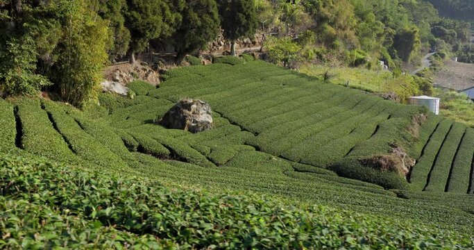 Green tea tree field on mountain in Shizhuo Trails at Alishan of Taiwan