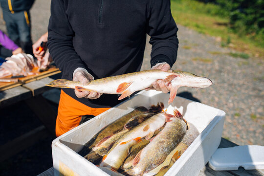 Person taking out fish from box